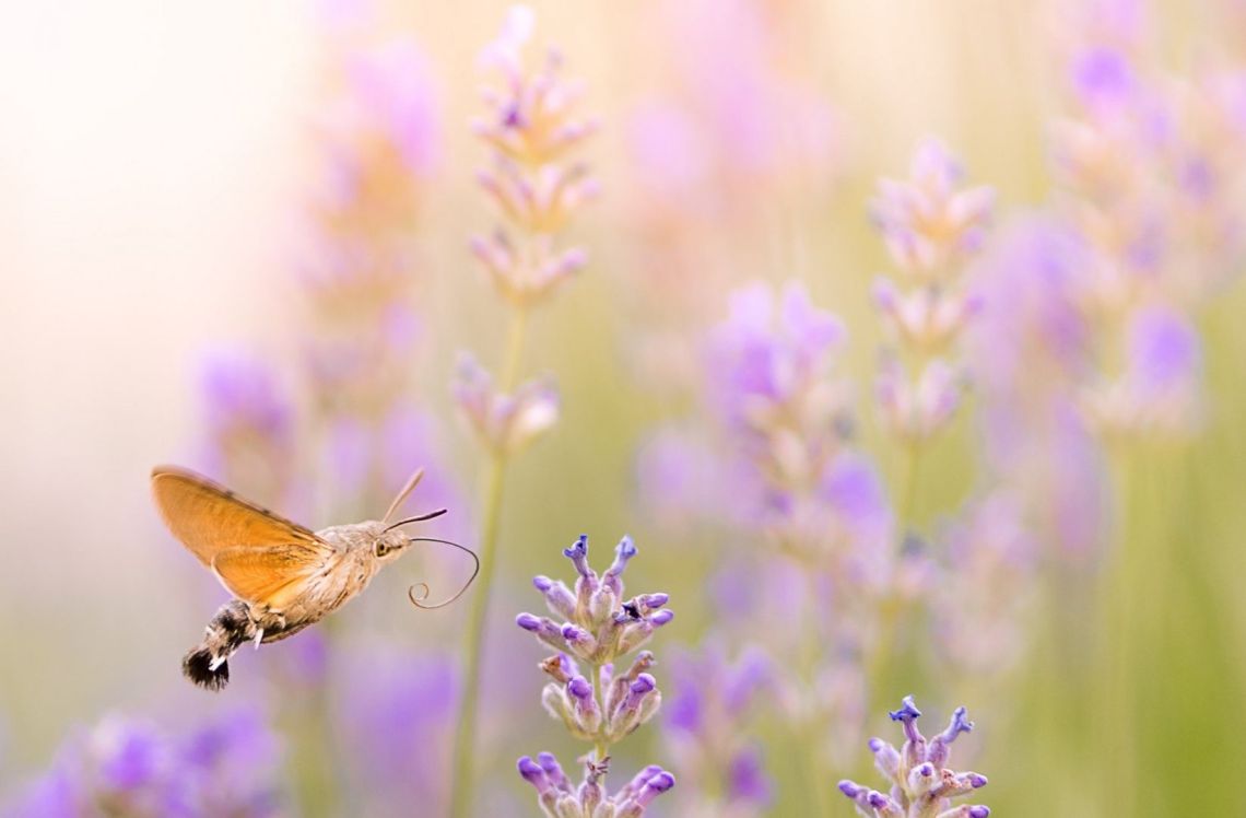 Cele mai frumoase citate celebre despre viață